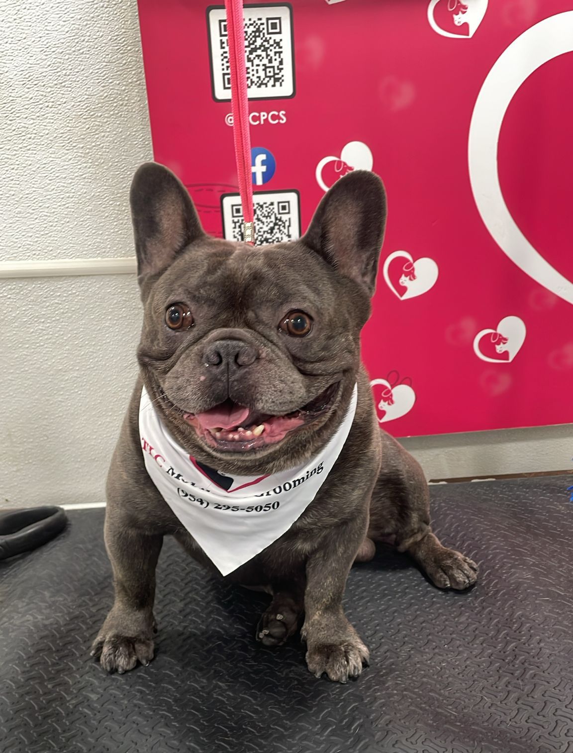 Basic Dog Grooming